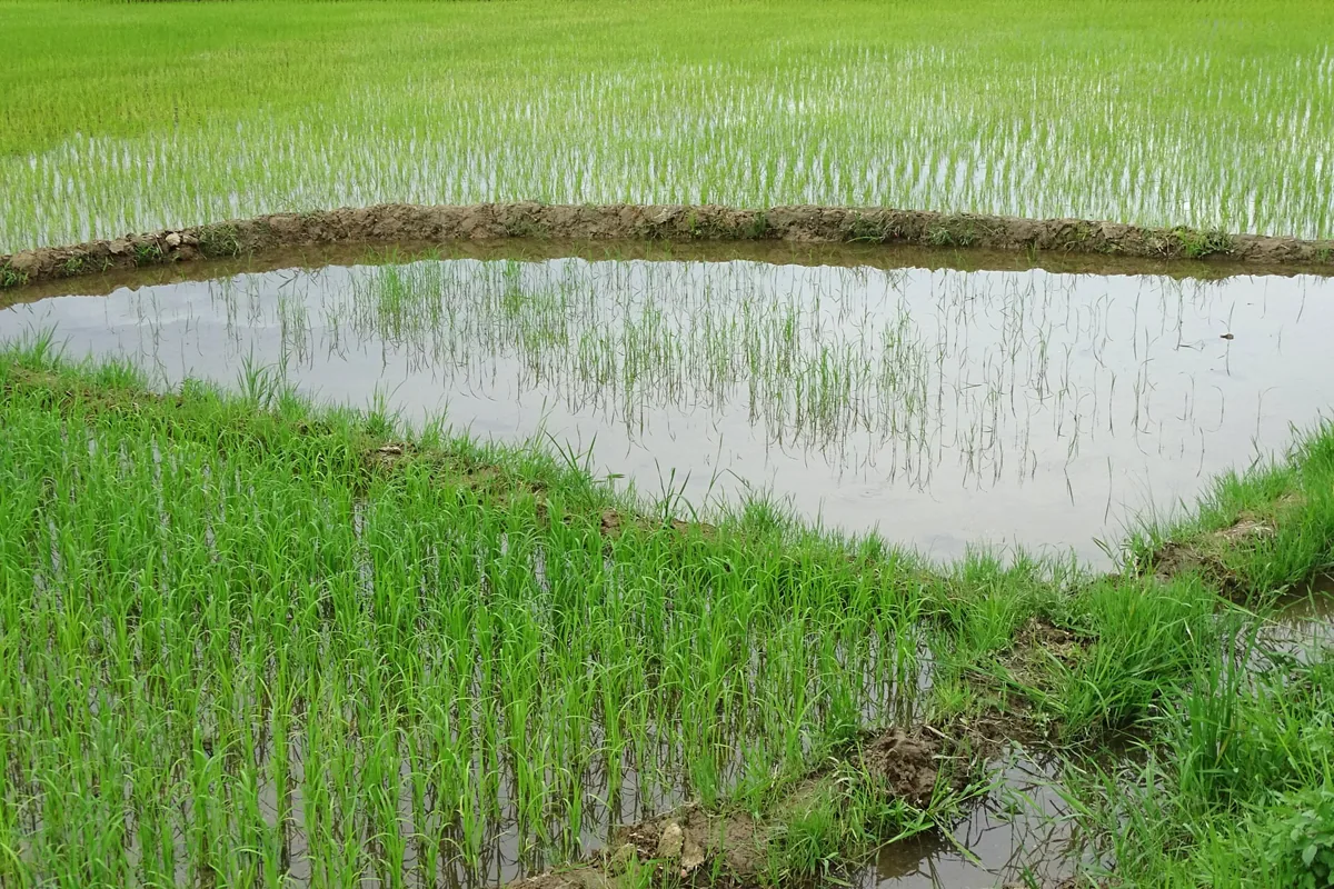 A rice paddy in Vietnam